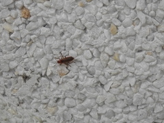 Cantharis livida