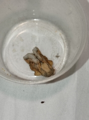 Phyllodesma ilicifolia