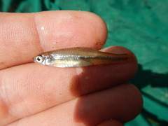 Notropis texanus