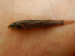 Etheostoma artesiae