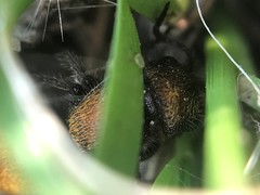 Pseudomethoca propinqua