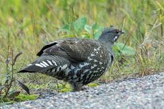 Spruce Grouse photo 2