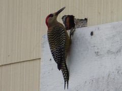 Melanerpes superciliaris