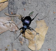 Scaphinotus interruptus