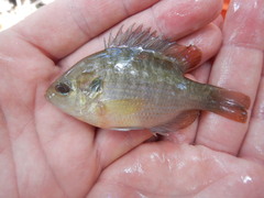 Lepomis miniatus