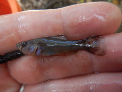 Aphredoderus sayanus