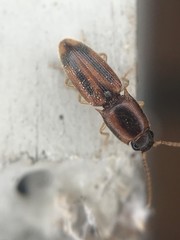 Aeolus trilineatus