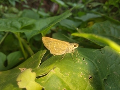 Pelopidas