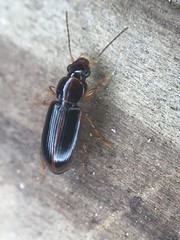 Bradycellus festinans