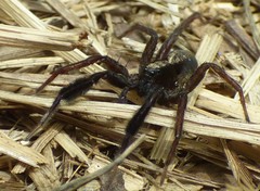 Schizocosa crassipes