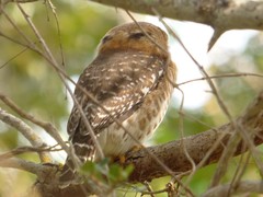 Glaucidium siju