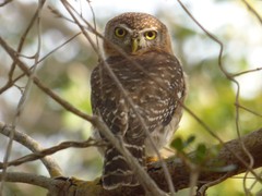 Glaucidium siju
