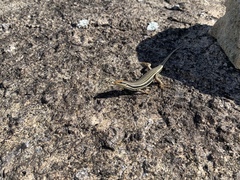 Trachylepis gravenhorstii