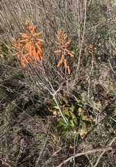 Aloe greatheadii
