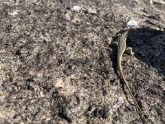 Trachylepis gravenhorstii