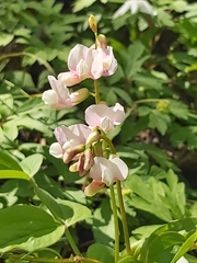 Lathyrus vernus