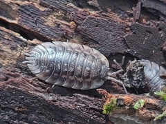 Oniscus asellus