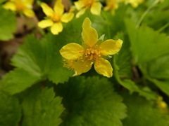 Waldsteinia