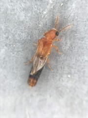 Distremocephalus texanus