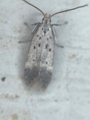 Neodactylota liguritrix