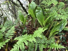 Calanthe aristulifera