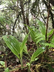 Calanthe aristulifera