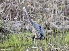 Ardea herodias