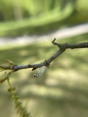 Amphibolips ellipsoidalis