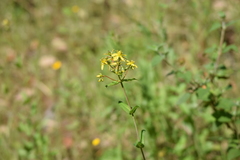 Hypericum perfoliatum