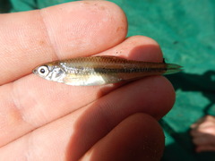 Notropis texanus