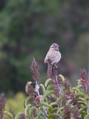 Campylorhynchus brunneicapillus sandiegensis