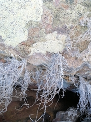 Roccellina hypomecha hypomecha