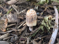 Coprinellus flocculosus