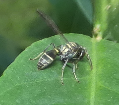 Polybia occidentalis