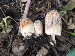 Coprinellus flocculosus