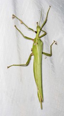 Podacanthus viridiroseus