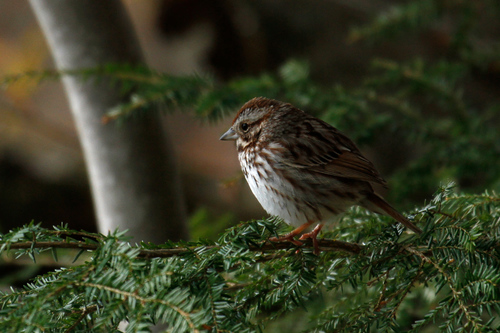 Song Sparrow photographed in New York