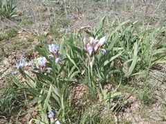 Iris scariosa