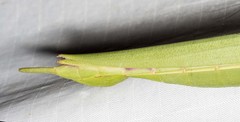 Podacanthus viridiroseus