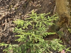 Picea abies