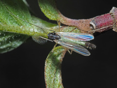 Microtendipes