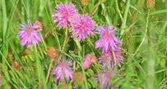 Mimosa hystricina
