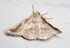 Oenochroma turneri