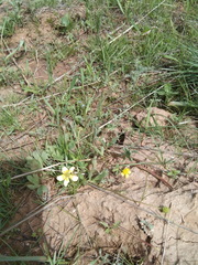 Ranunculus polyrhizos
