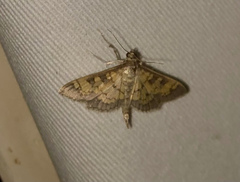 Diacme elealis