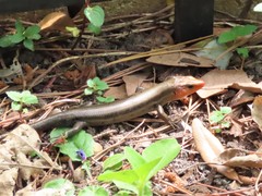 Plestiodon fasciatus