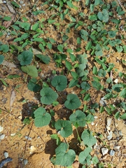 Trichosanthes scabra