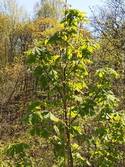 Aesculus hippocastanum