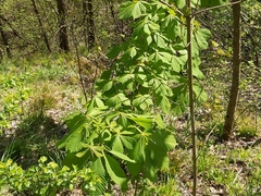 Aesculus hippocastanum