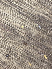 Aphis cytisorum sarothamni